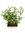 Zanthoxylum bonsai P15, keraaminen ruukku