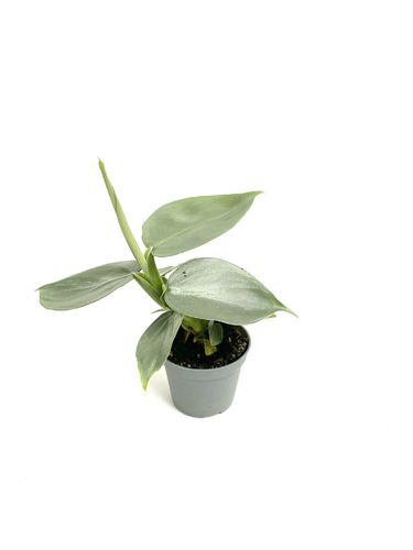 Philodendron 'Silver Sword' P6