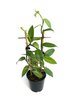 Vanilja(orkidea) - Vanilla planifolia P12