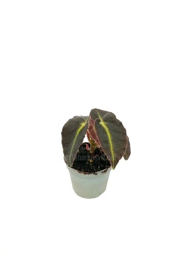 Begonia listada P6