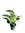 Philodendron birkin P12*, kotimainen