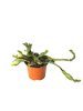 Euphorbia stellata P13