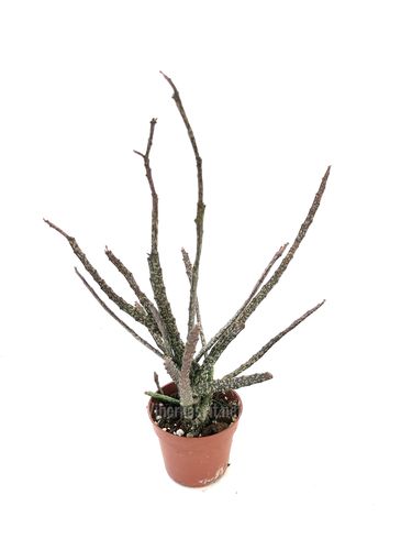 Euphorbia platyclada P9
