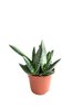 Aloe paradisicum P10.5