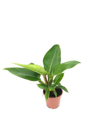 Philodendron 'Imperial Green' P14