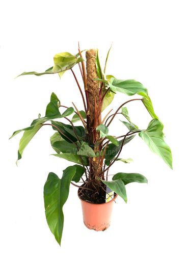 Philodendron 'Red Emerald' P19