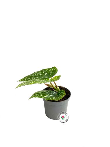 Begonia 'Snowcap' P9*, kotimainen