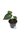 Anthurium clarinervium P12*, kotimainen
