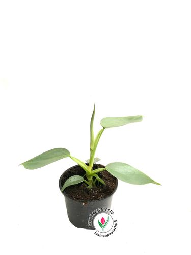 Philodendron hastatum P9*, kotimainen