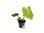 Philodendron ’Fuzzy Petiole’ P12*, kotimainen