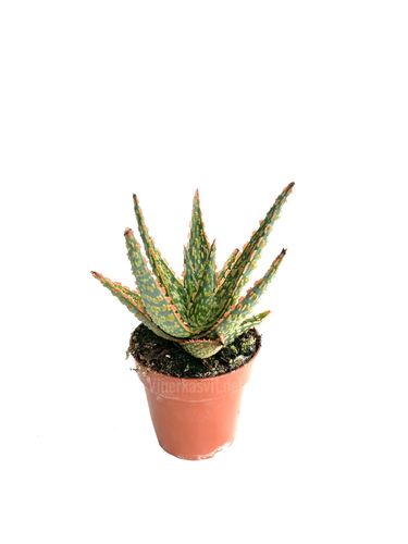 Aloe vitro P8.5