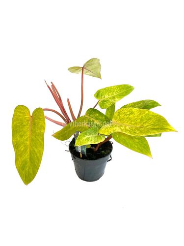Philodendron 'Painted Lady' P15 (M)