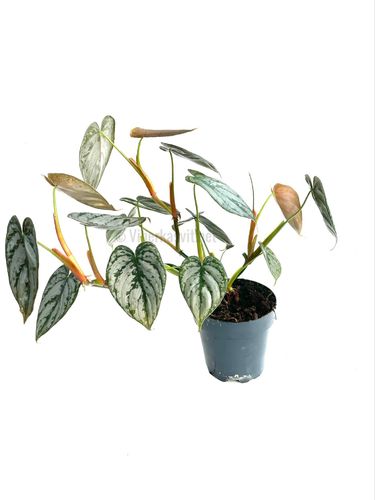 Philodendron brandtianum P12