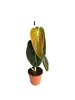 Philodendron 'Melanochrysum' P12