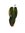 Philodendron 'Melanochrysum' P12