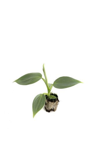 Philodendron hastatum pikkutaimi