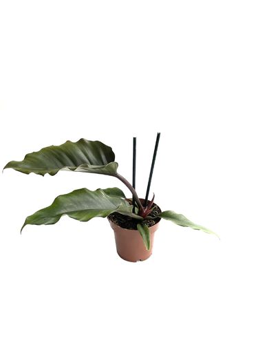 Philodendron 'Caramel' P12