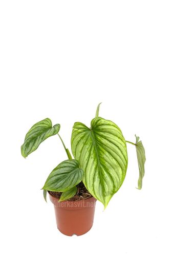 Philodendron mamei P12