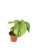 Philodendron mamei P12