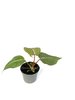 Philodendron gloriosum P5.5, pikkutaimi