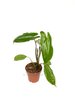 Philodendron 'Paraiso Verde' P12, vihreä