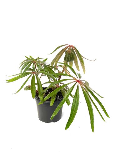 Begonia luxurians P15