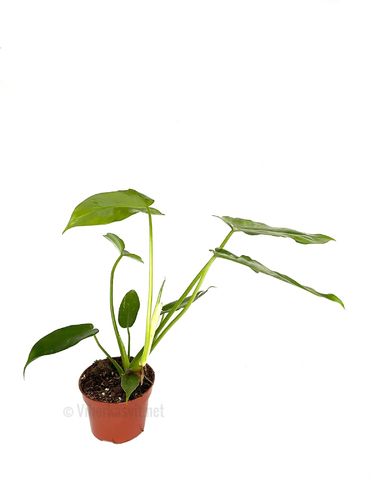 Philodendron 'Mottled Dragon' P10.5