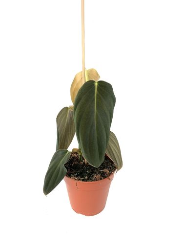 Philodendron gigas P12